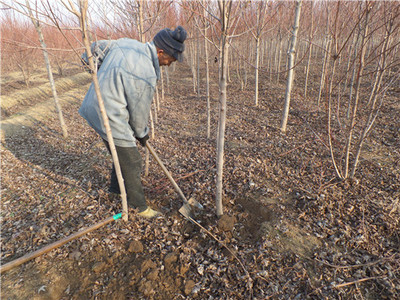金楓綠化 美國(guó)紅楓價(jià)格走勢(shì)分析、苗木種植及技術(shù)咨詢一站式服務(wù)
