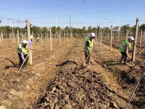 藍(lán)莓栽培管理技術(shù)全解析 從選苗到種植的專(zhuān)業(yè)指南