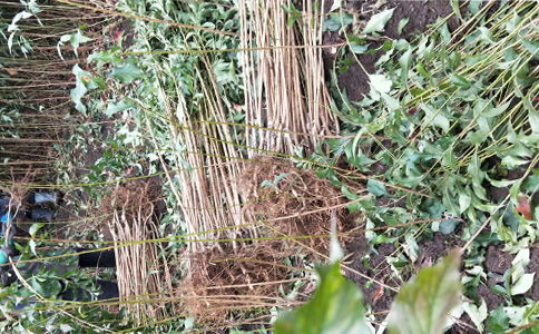 四川綿陽(yáng)李子苗基地 正宗李子樹(shù)苗品種與報(bào)價(jià)全解析