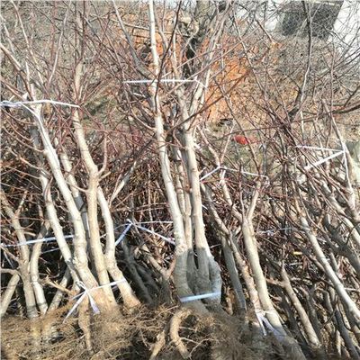 大棉球山楂苗種植技術(shù)與專(zhuān)業(yè)咨詢指南