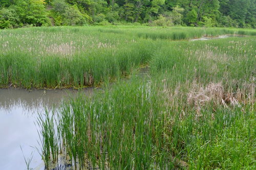 河床濕地適宜種植苗木與花卉指南及種植技術(shù)咨詢