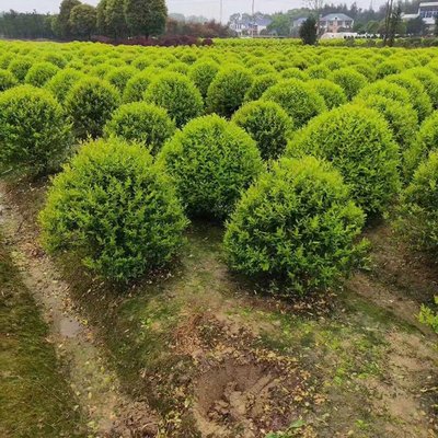 金森汝貞球 湖南苗木基地的精品球類苗木批發(fā)與技術(shù)探析